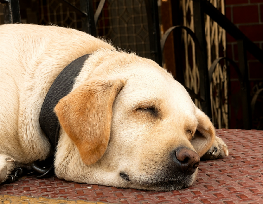 Best Dog training in Delhi